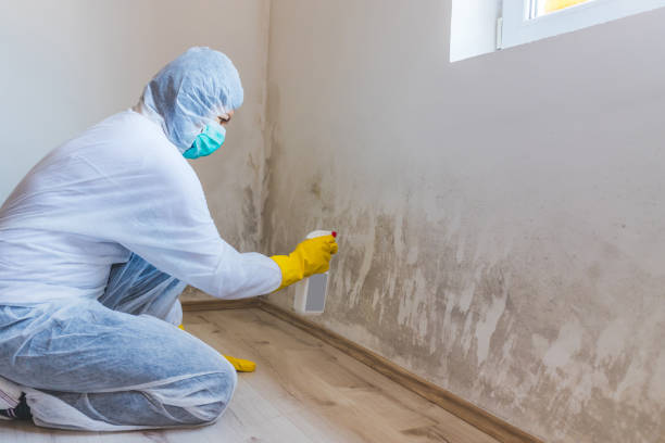 Black mold inspection in Rutherford