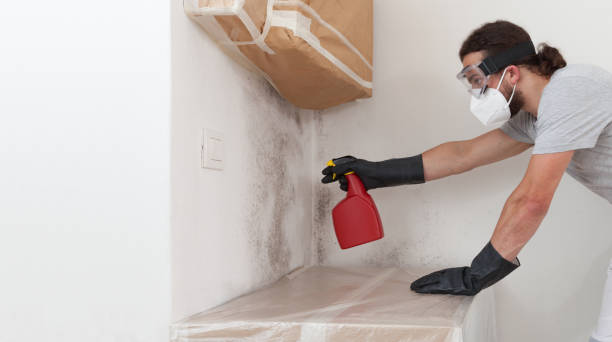 Basement Mold Remediation treatment on basement walls in Rutherford